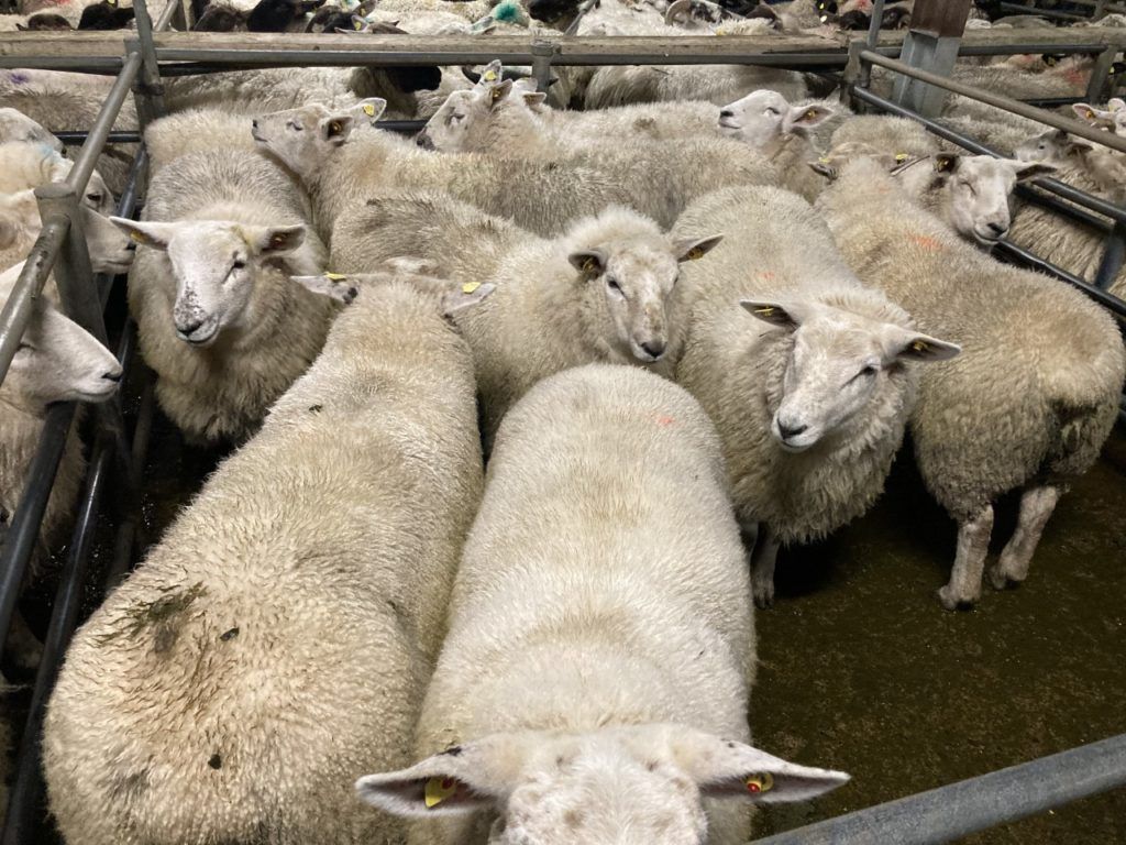Sheep trade: Lamb prices unchanged