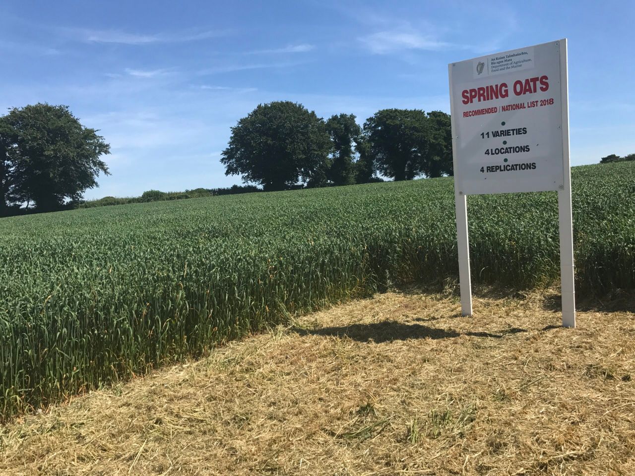 Spring oats seed set to be in demand as recommended list is published