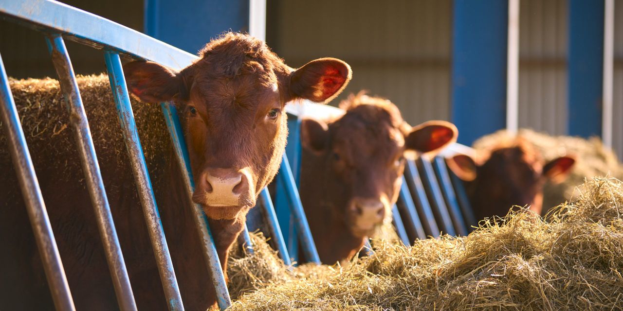 DAERA engaged in ‘radio silence on key questions’ on bluetongue – UFU