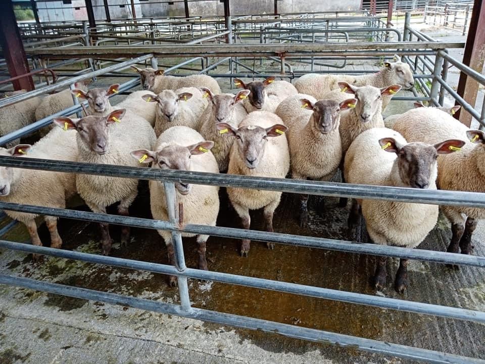 Sheep trade: Lamb prices ease a further 10-20c/kg