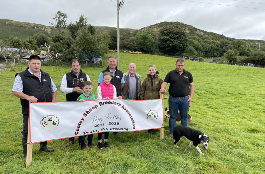 Rural Focus Revisit: Cooley Sheep Breeders 24 years since the cull