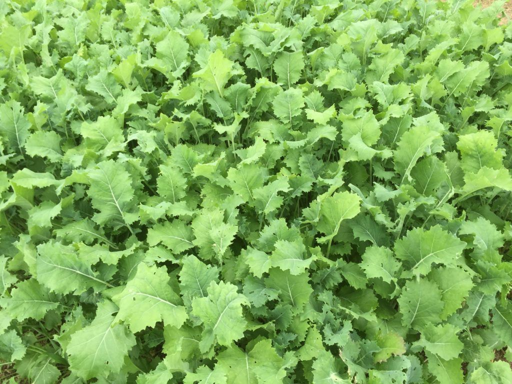 Catch crops: A low-risk investment that could feed livestock