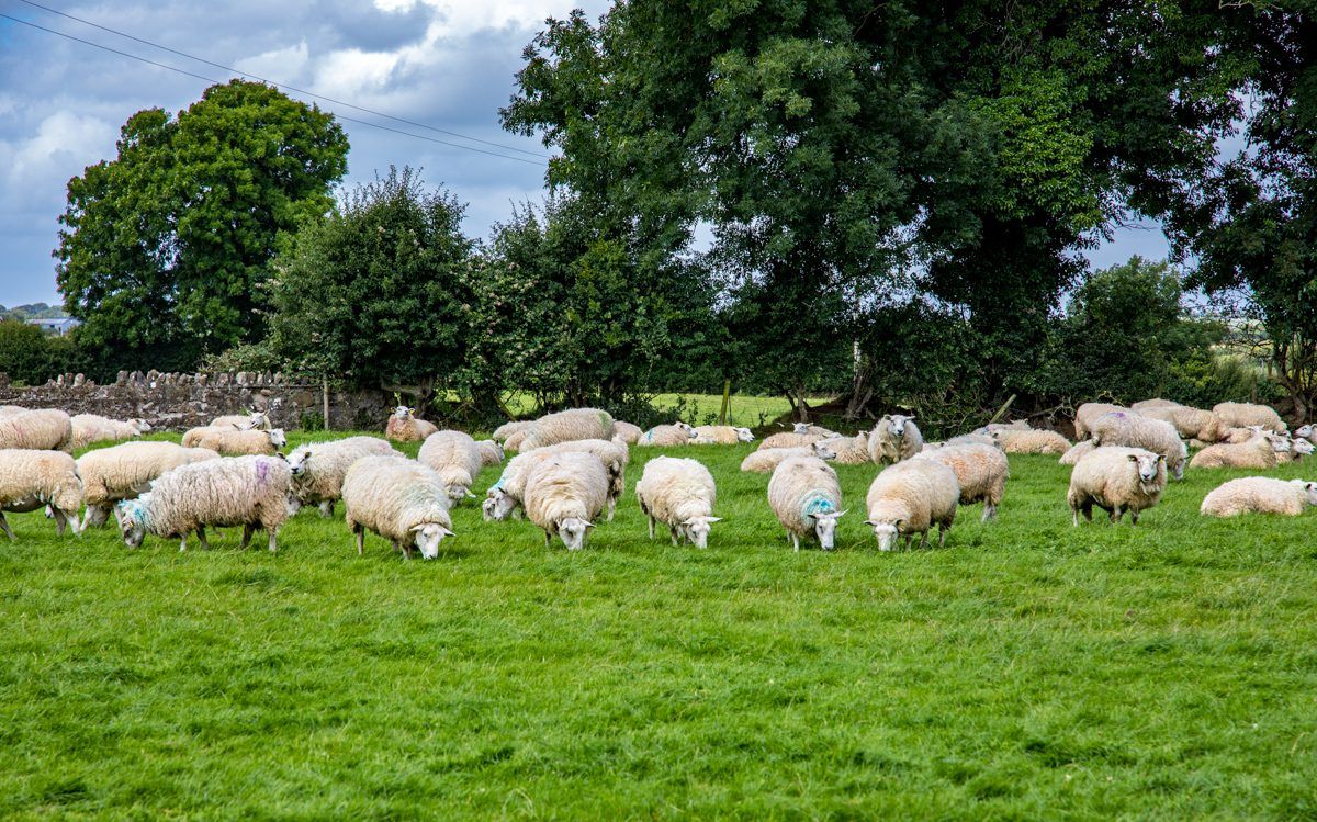 Net margins jump by €95/ha on sheep farms in 2016