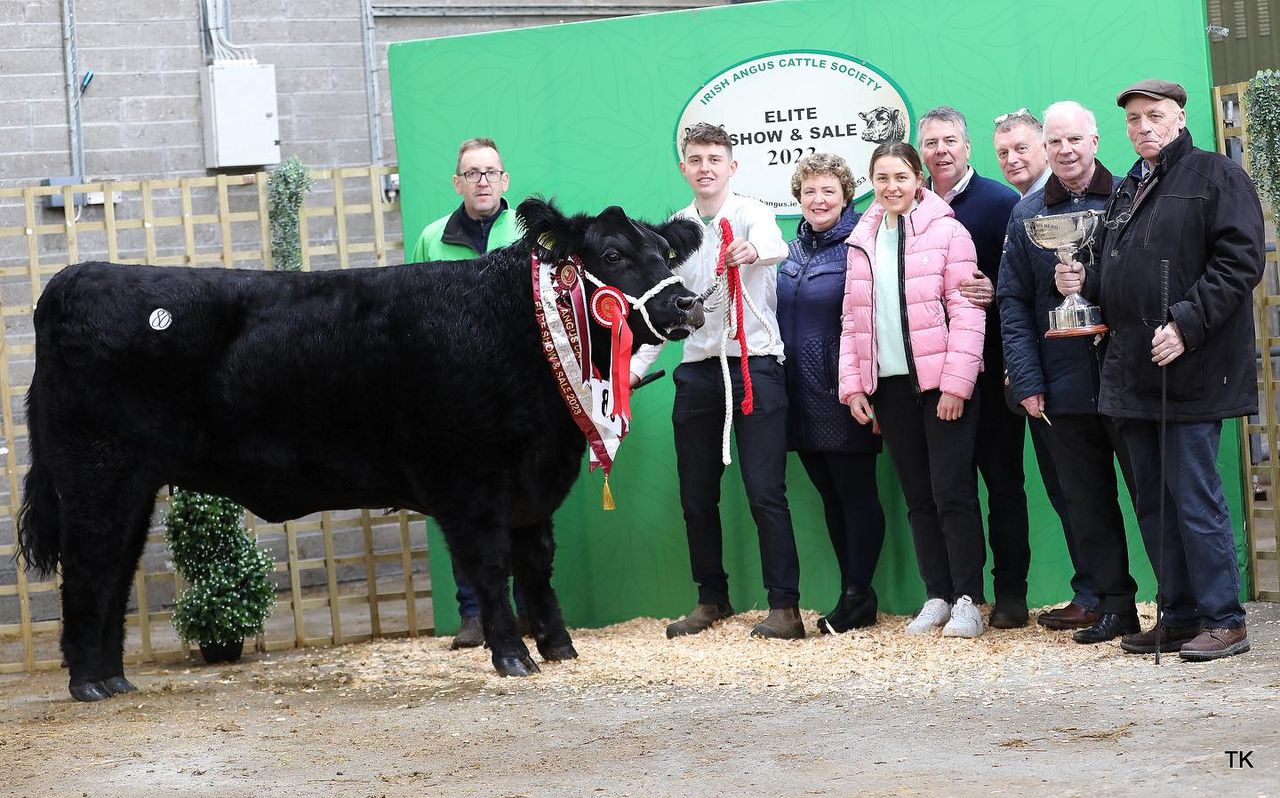 Castlerea-bred Angus heifer hits €10,200 at elite sale in Carrick