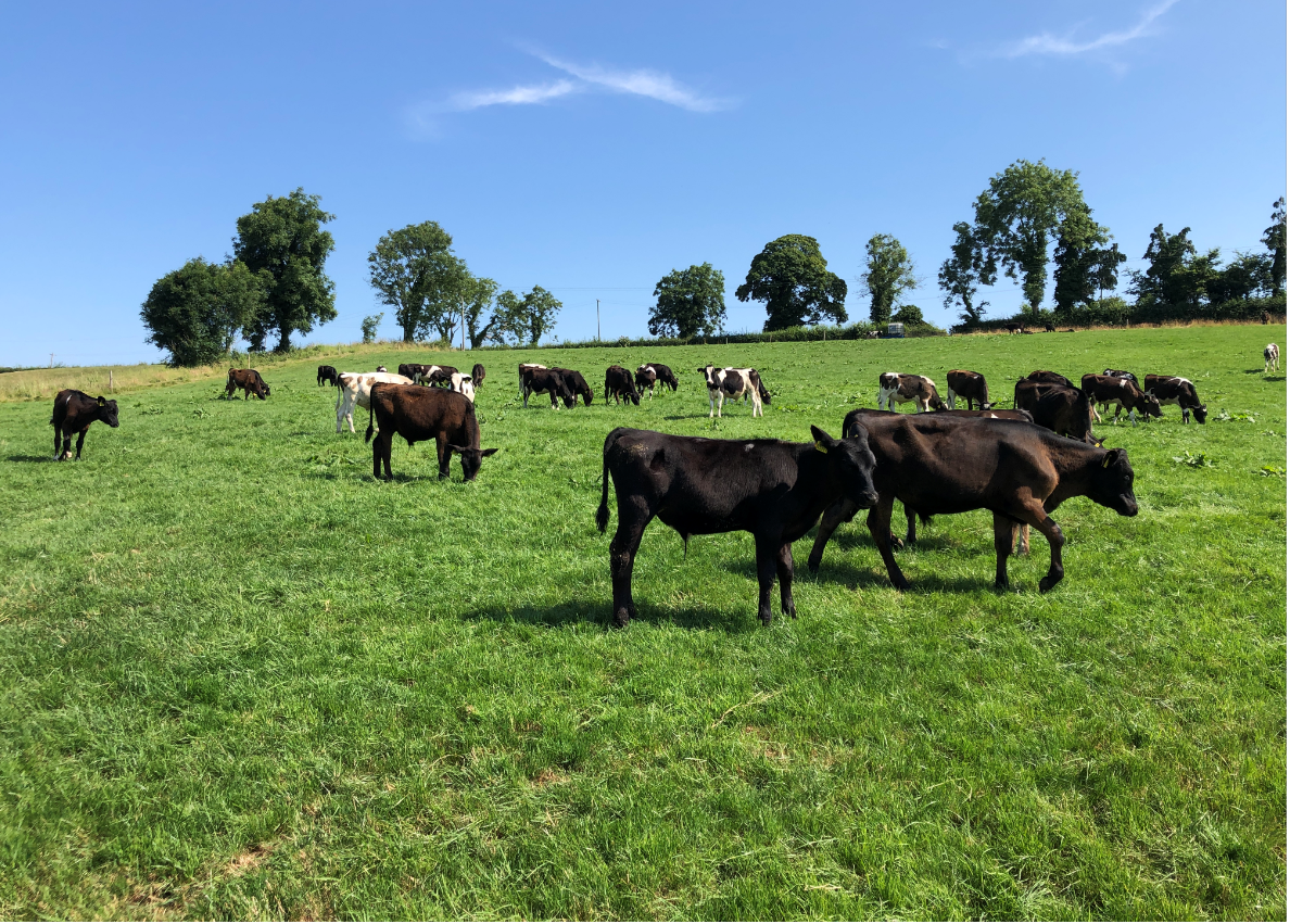 Beef Plan claims Commercial Beef Value tool could be improved
