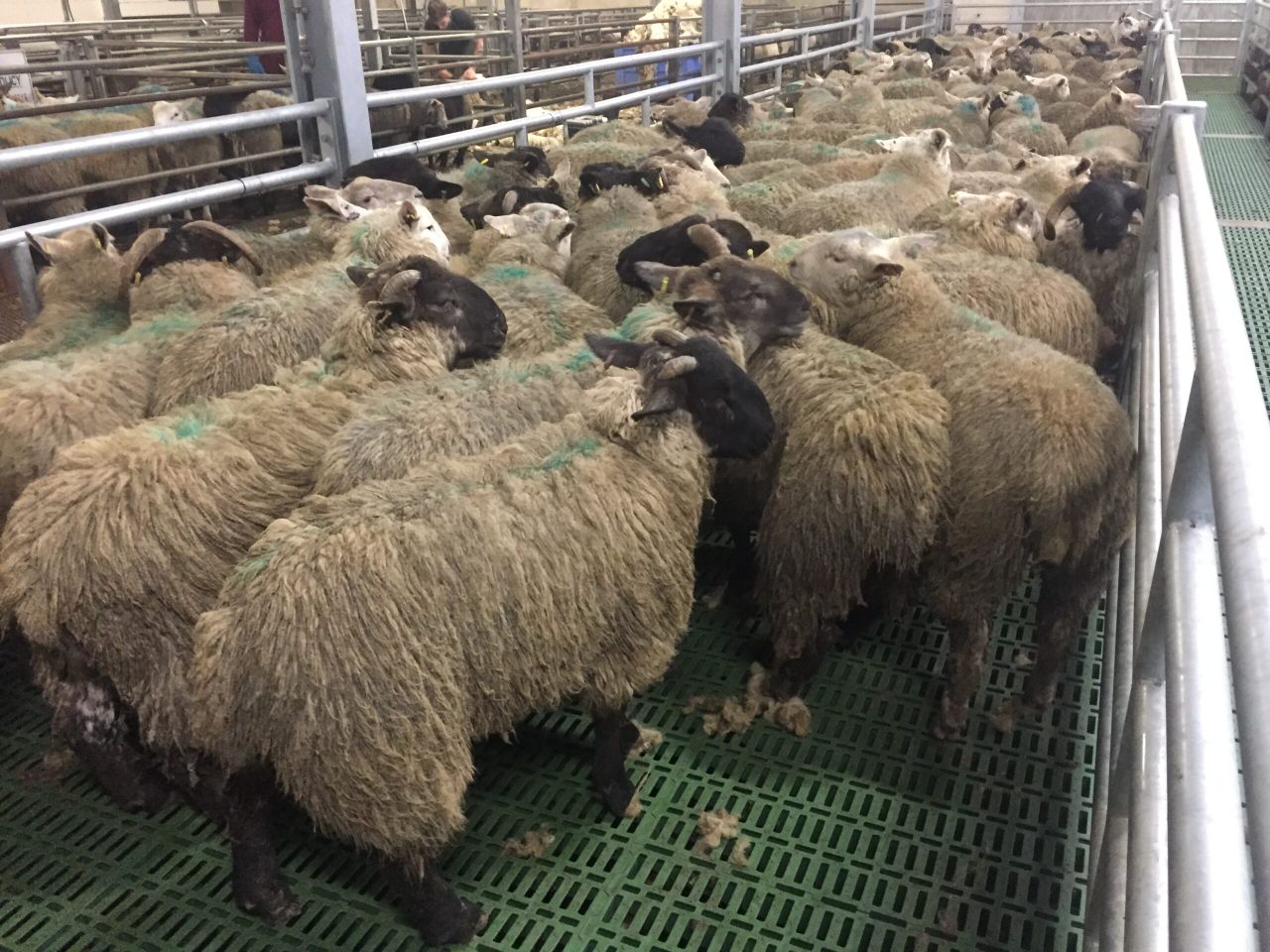'The daggers isn't the answer for dirty sheep'