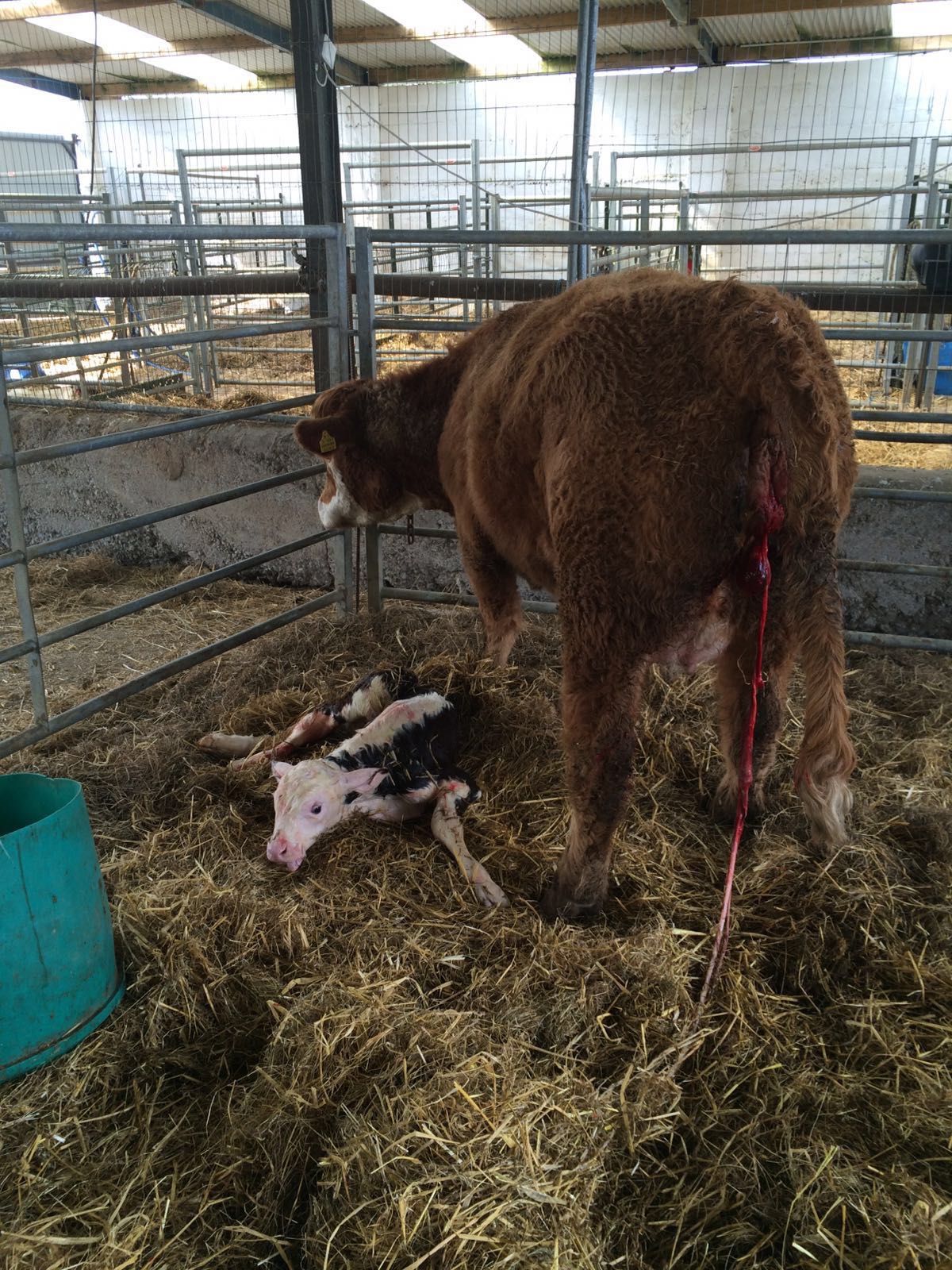 'Twice as many cow attacks on farms compared to those by bulls'