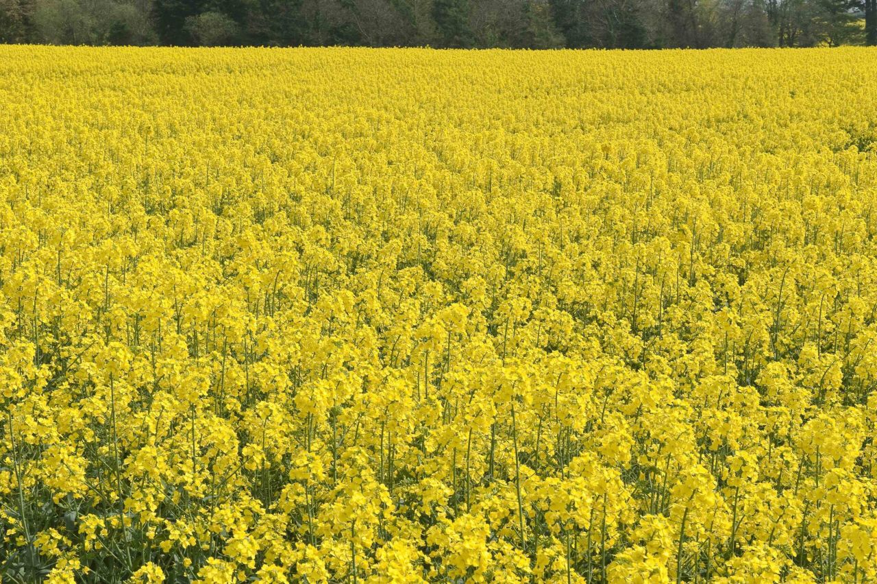 18,000ha of rapeseed destroyed due to GMO risk