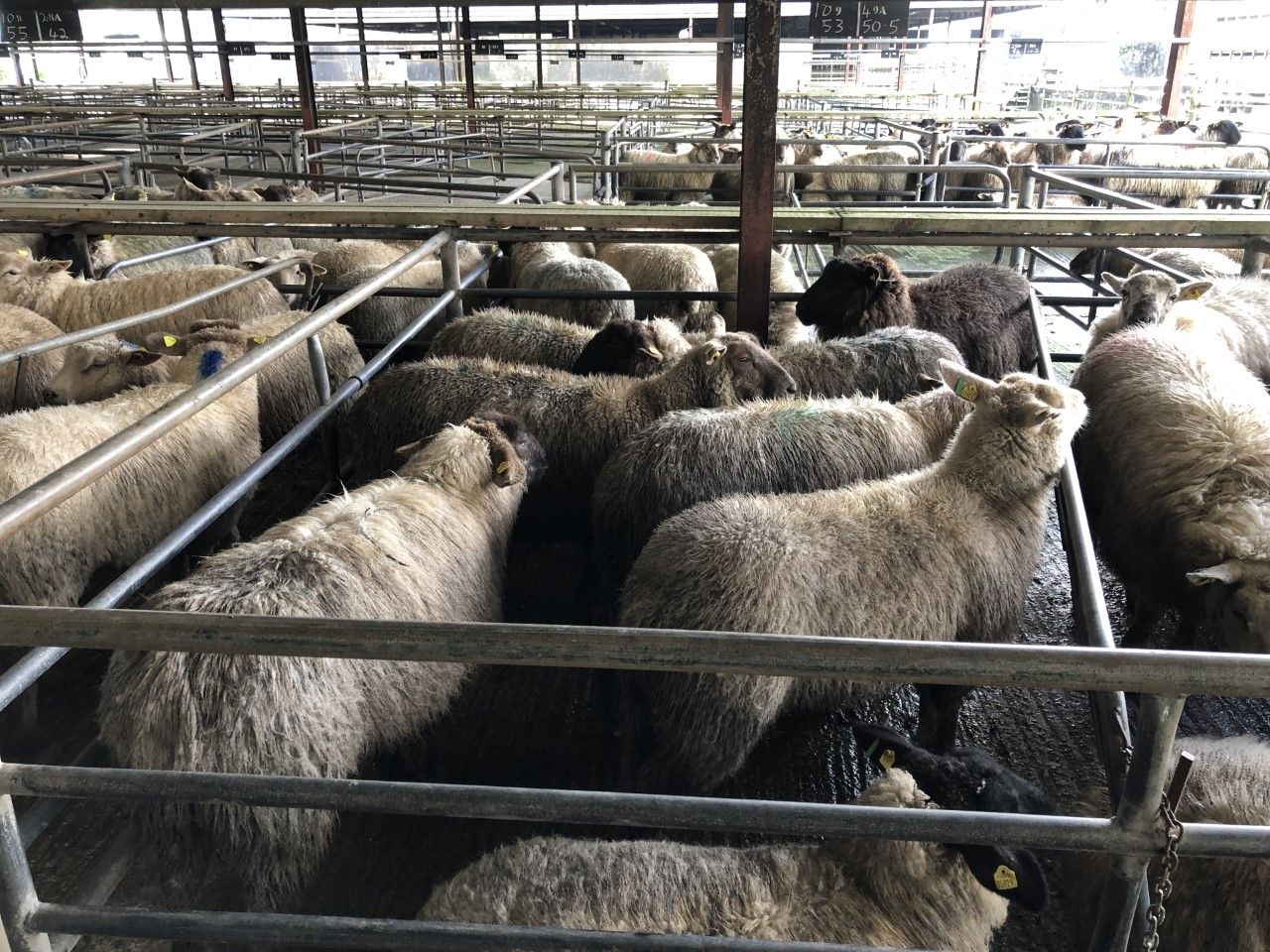 Sheep kill: Rise in hogget supply during improved trade