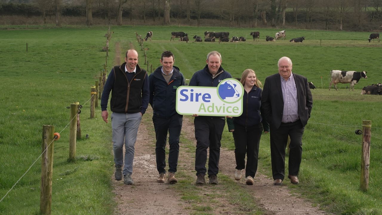 Why are more dairy farmers using Sire Advice this breeding season?