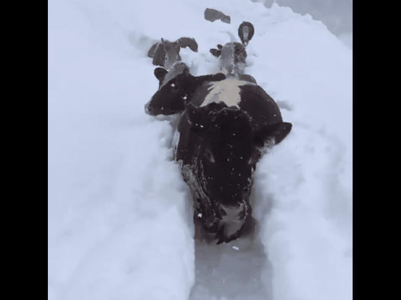 Video: Cows trek through trenches of snow for milking