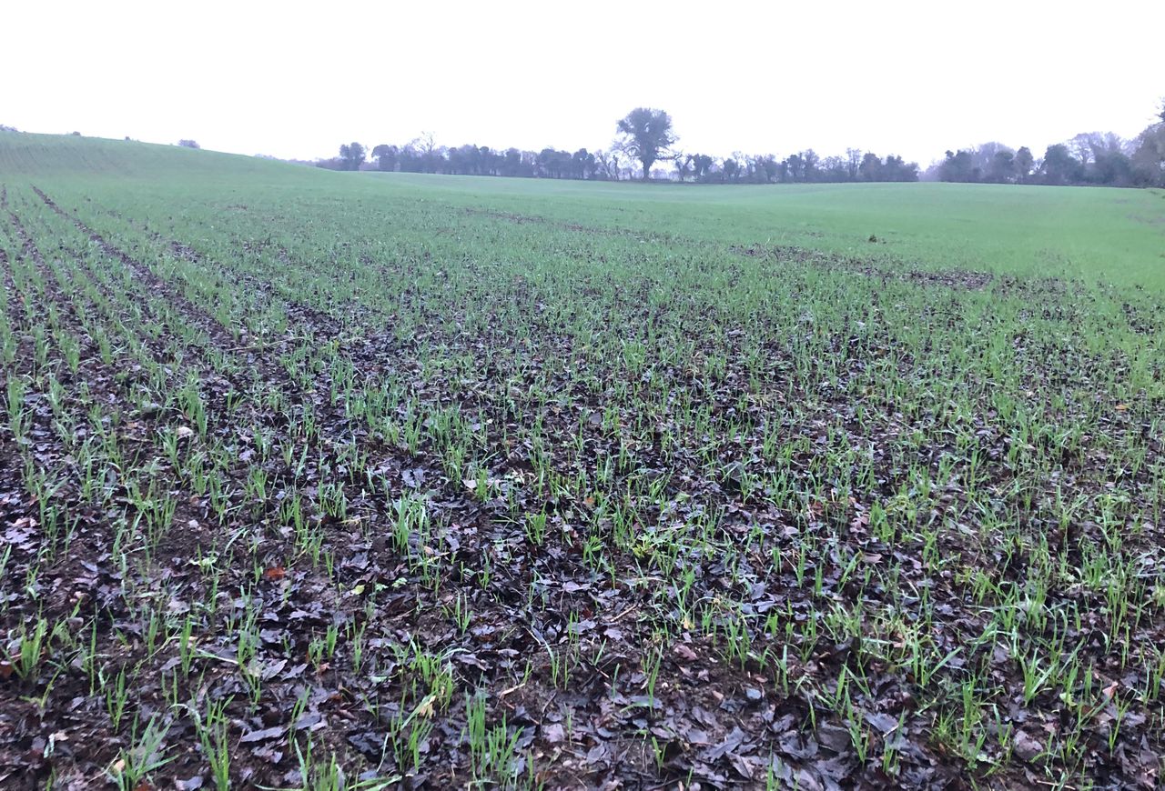 The challenge of poorly drained land on tillage farms