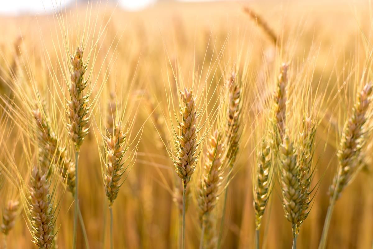TAMS II - Tillage Scheme to be open by end of the year