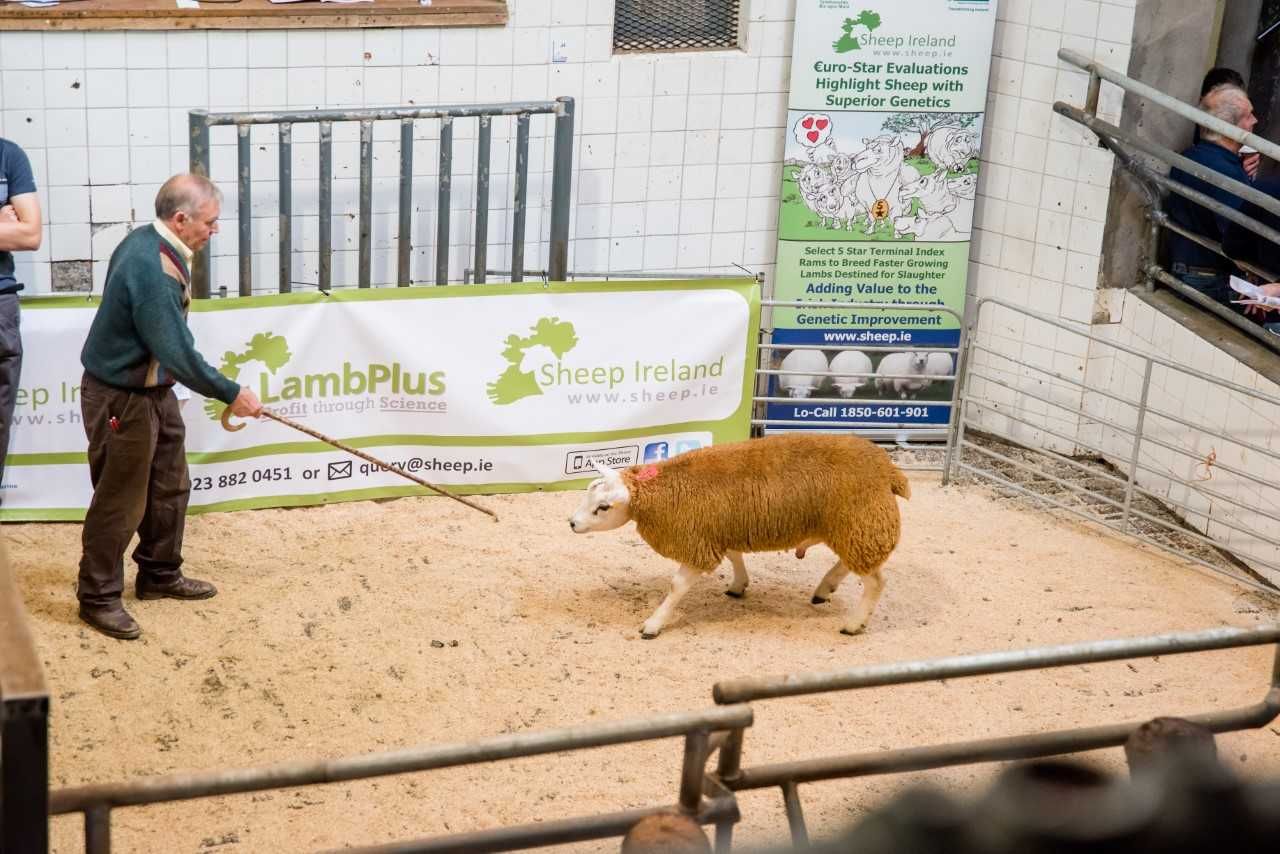 Sheep Ireland set to host its Lamb-Plus Elite €uro-Star Multi-Breed Ram Sale
