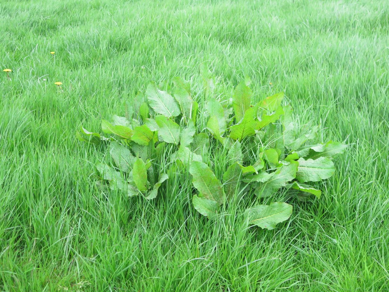 Controlling docks in your grassland swards