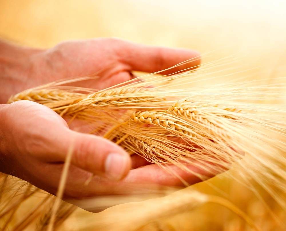 Environment MEPs oppose national GMO import bans proposal