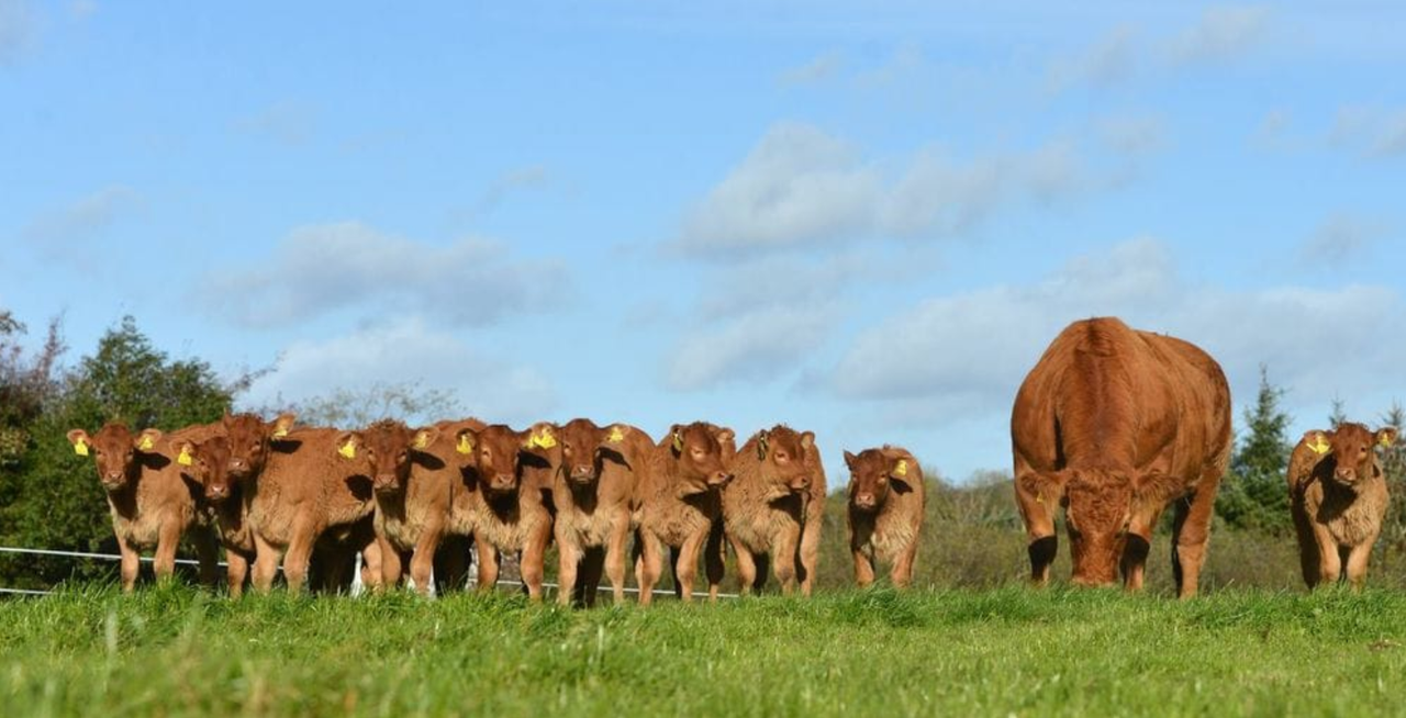 Could embryos from factory cows be reused for breeding?