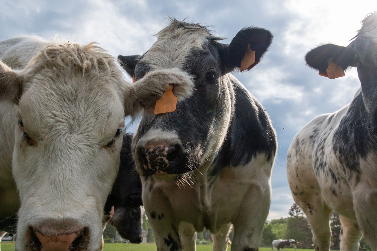 Dairy-beef production 'set to grow' across the globe - AHDB