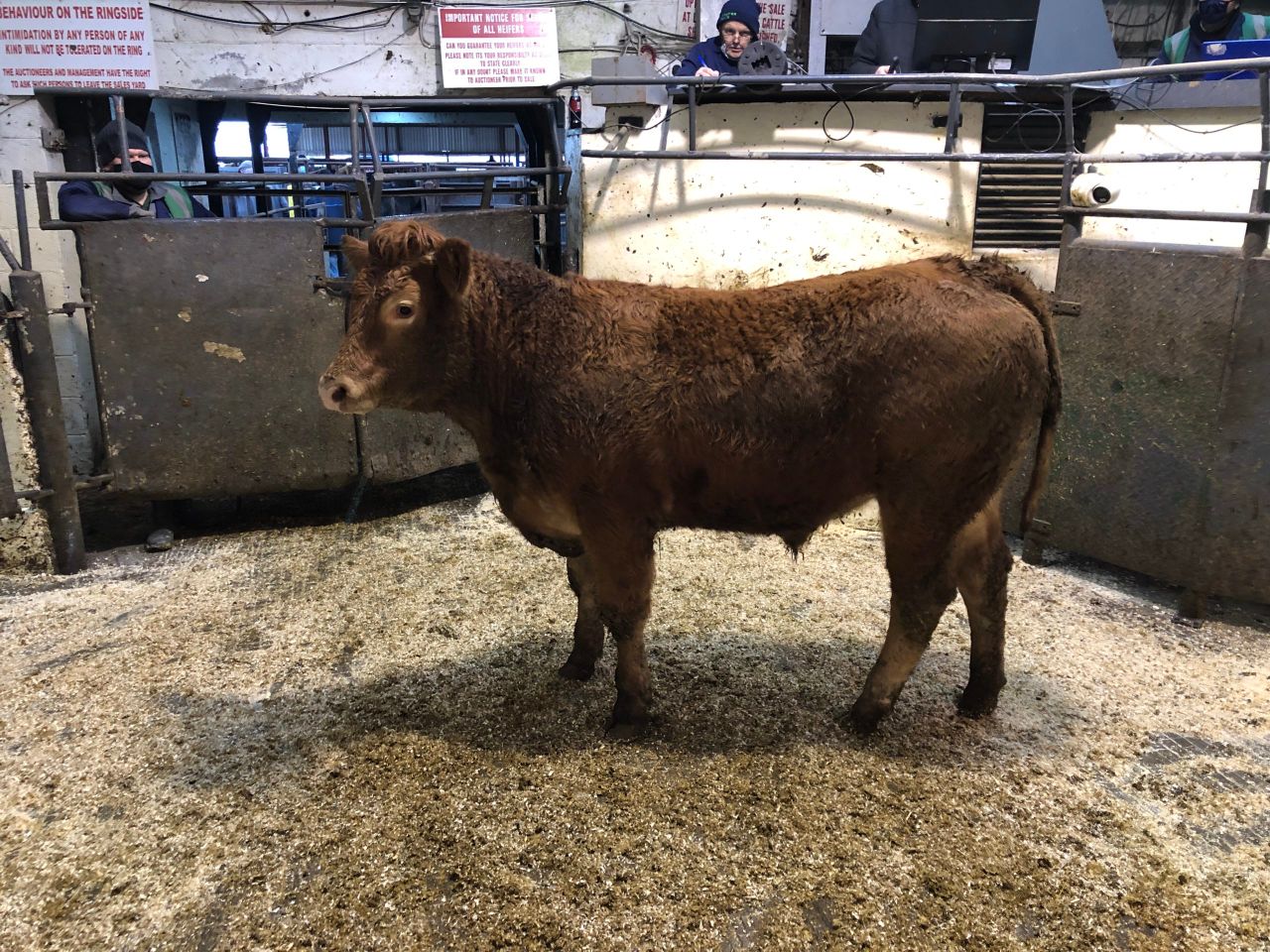 Mart report: Storm affects numbers but not prices at Kilcullen Mart