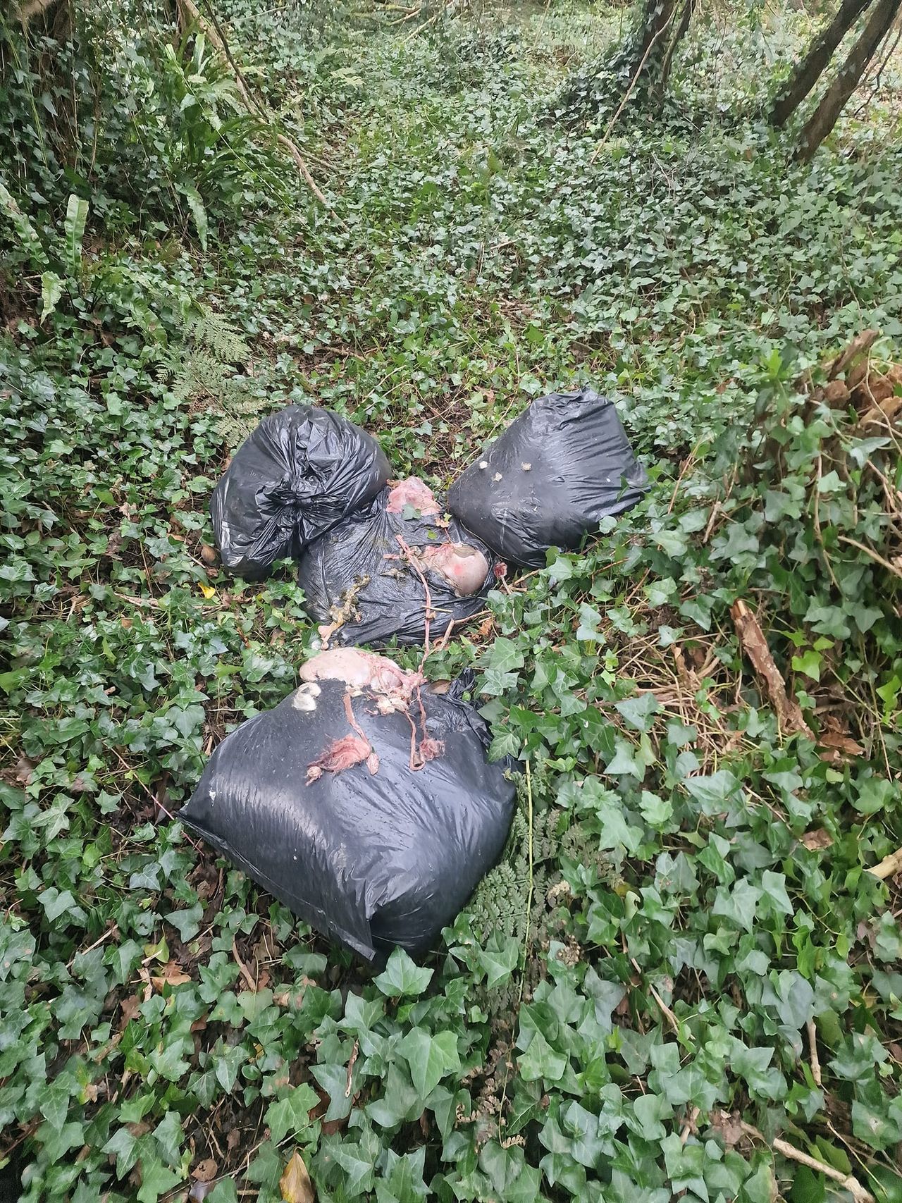 Dismembered sheep carcasses dumped in Meath bog