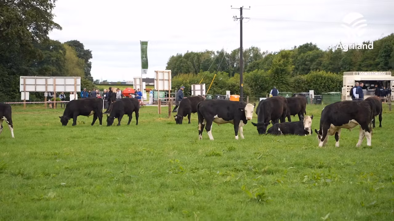 Cliona Ryan on the advantages of the CBV