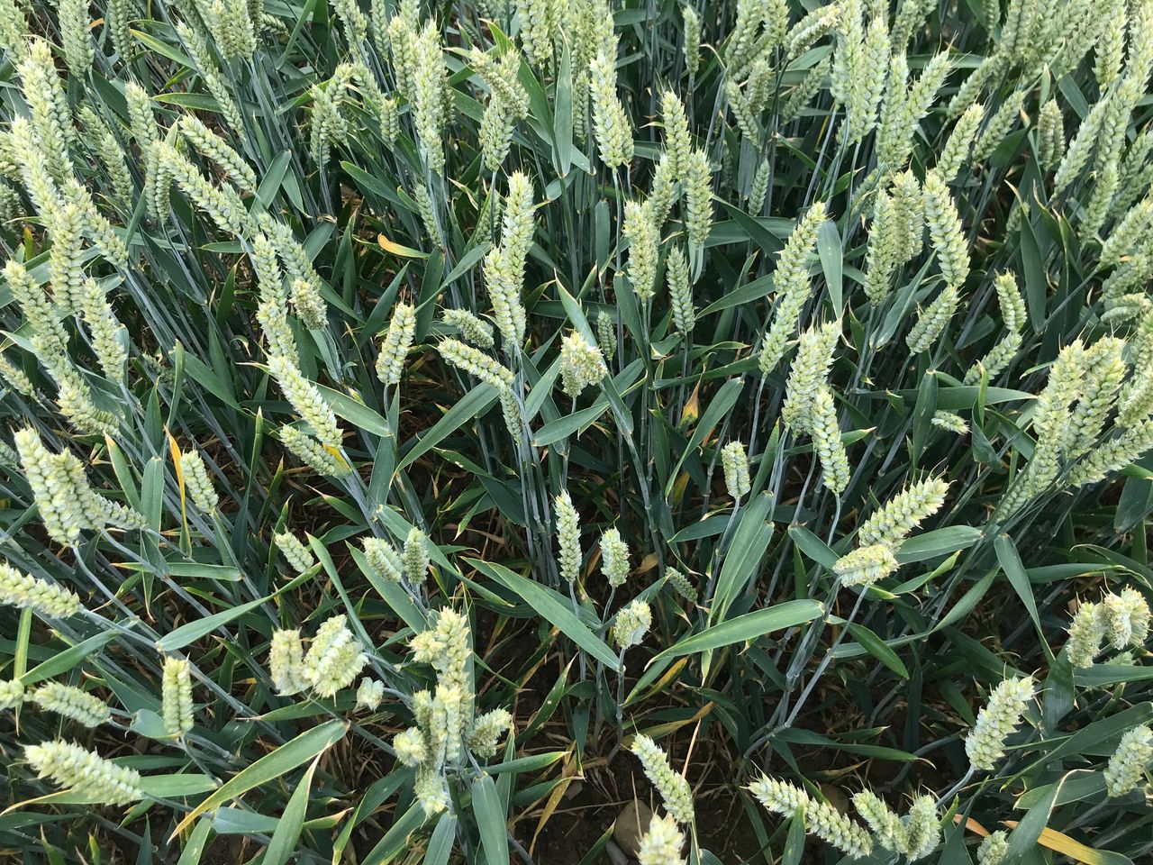 Tillage focus: Leading the way with efficient and nutritious agronomy programmes