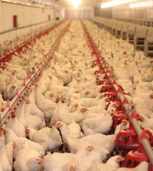 Avian influenza has potential to impact 2016 poultry market - Rabobank