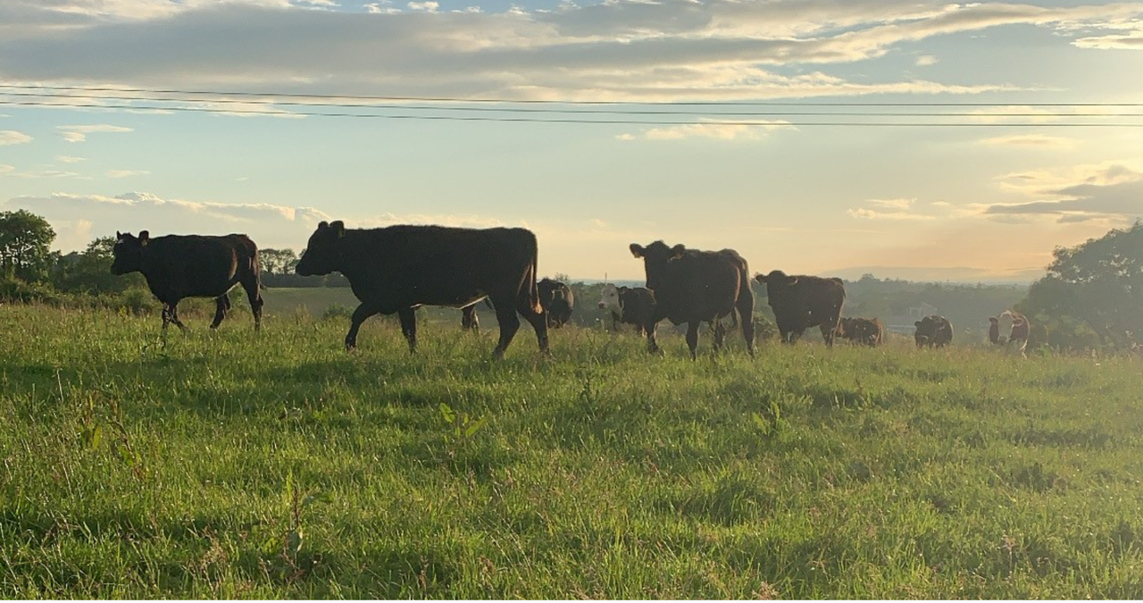 Beef price: More variability in factory quotes this week