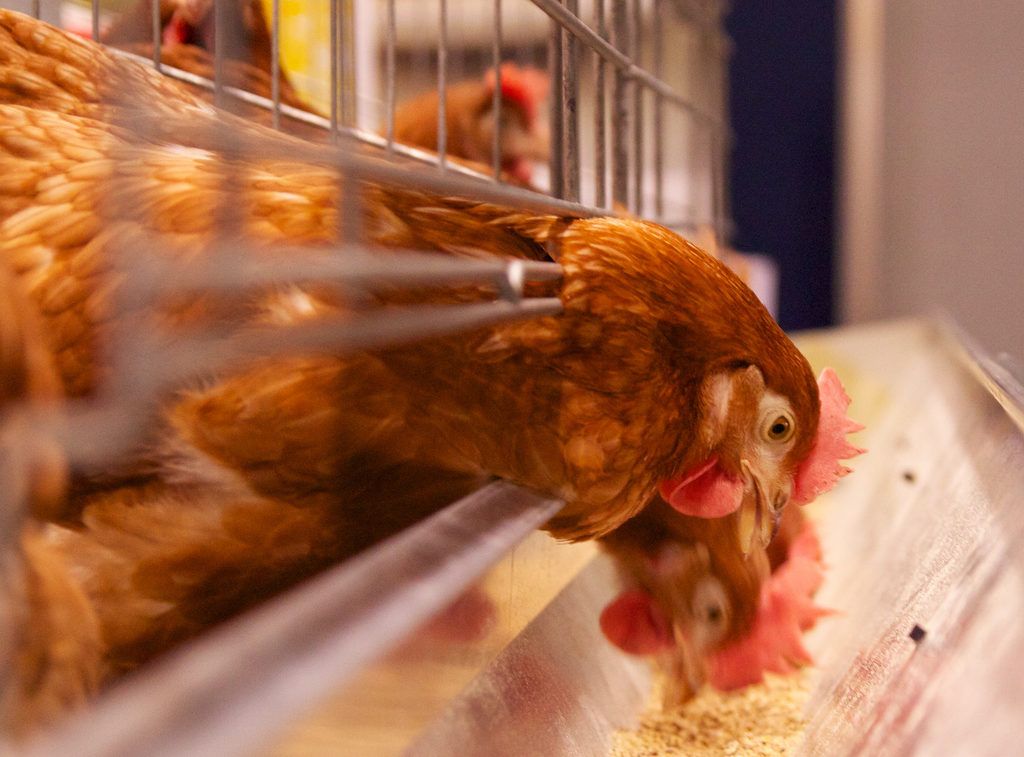 Major poultry conference to take place in Co. Tyrone