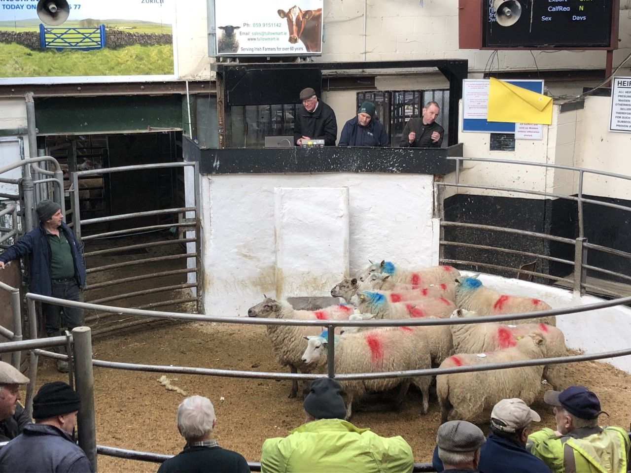 60 Cheviot in-lamb ewes for sale at Tullow this Tuesday