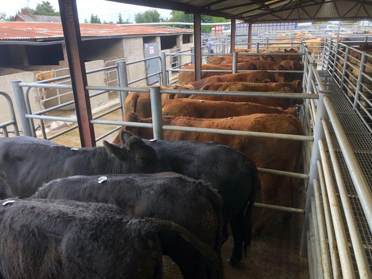 Beef trade: 2021 ends with cattle price at an 8-year high
