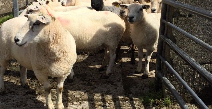Appeal for ‘stolen’ flock owners after 63 sheep seized in Yorkshire