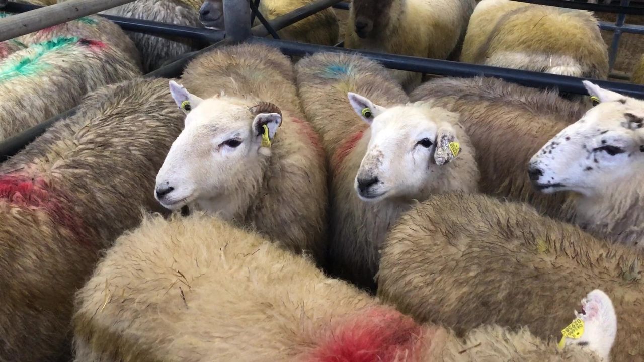 'Prices for hoggets are up on €6.90/kg, with €7.00/kg just around the corner'