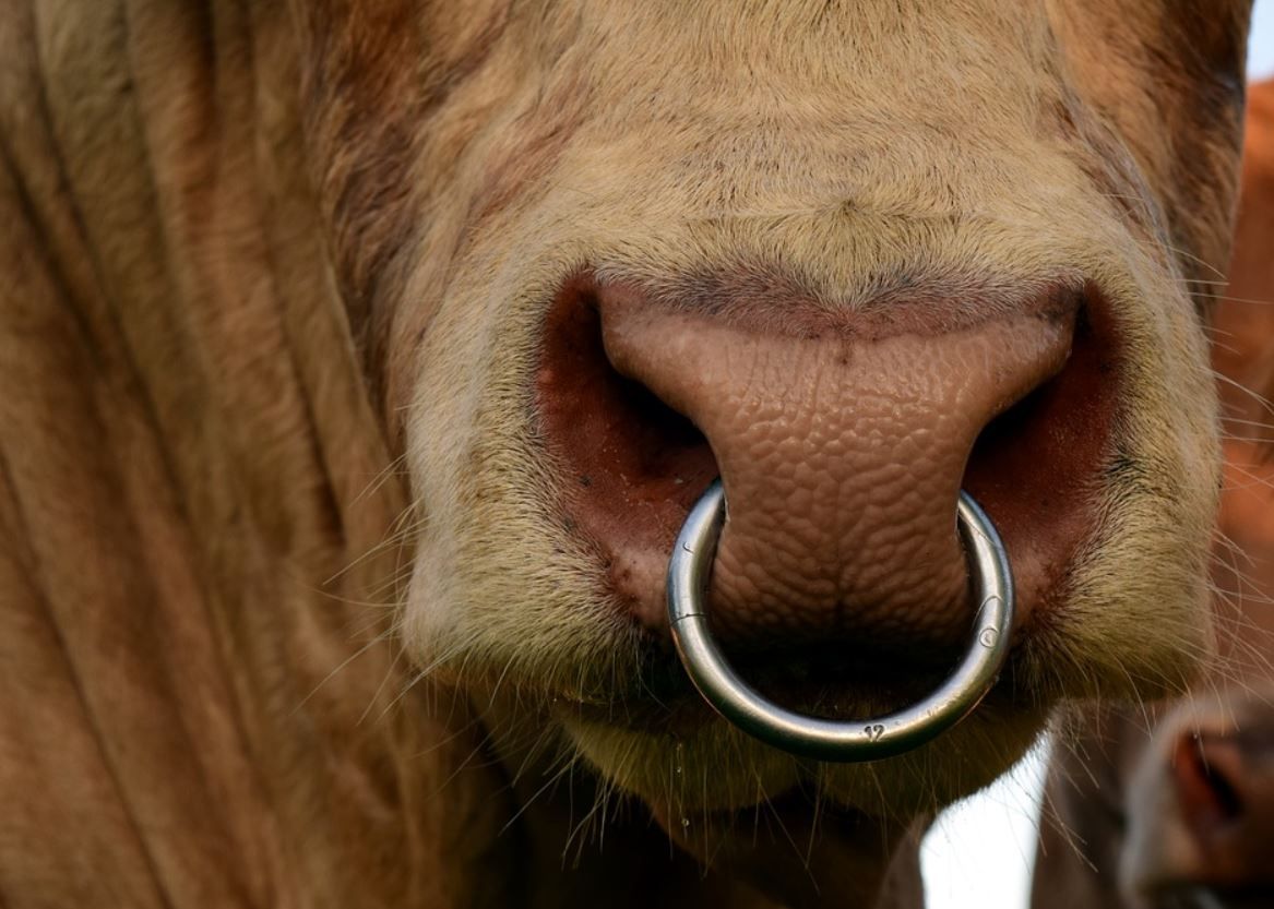 Bull safety: Why and how you should put it to practice