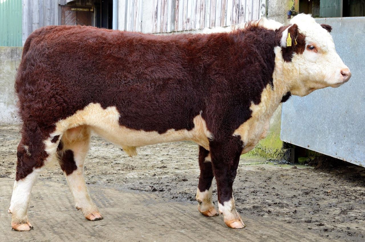 Top Herefords on display at virtual calf show