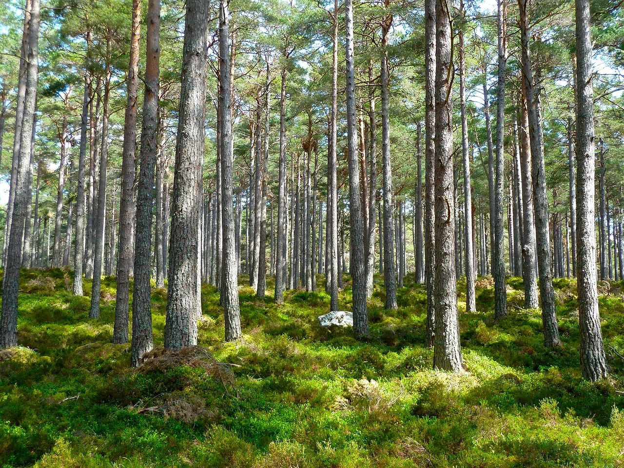 Estate management review shows DAFM 'lost' a forest and 'found' a manor