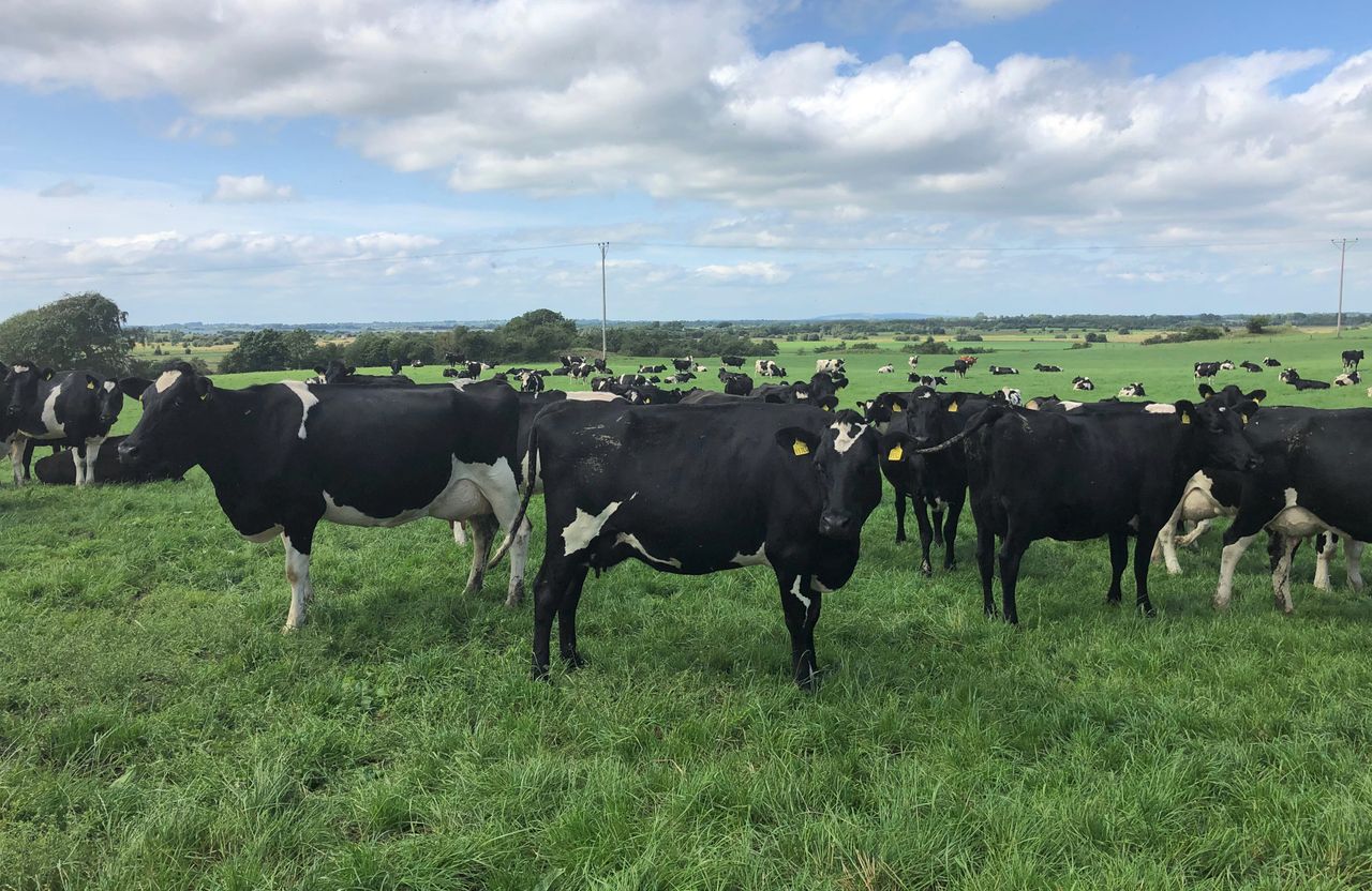 Dairy Advice: Your complete pre-breeding guide