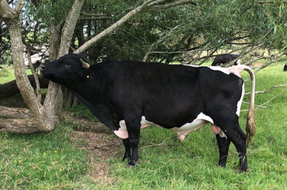 RBST Watchlist: 75 of the UK's rarest breeds listed as 'high priority'