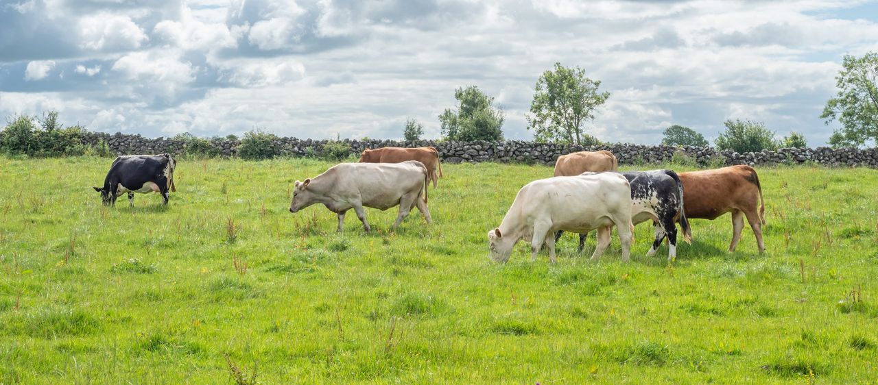Ireland leads EU in sharpest beef production fall - down 14%