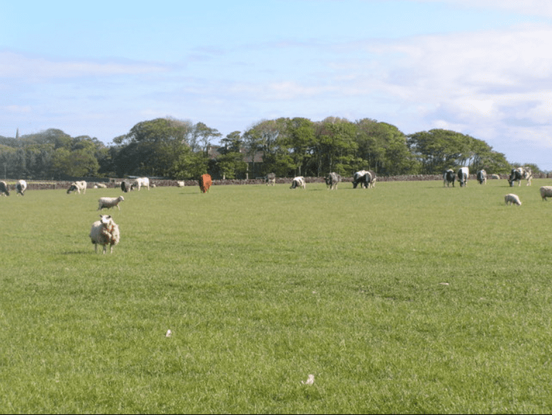 Minister called on to 'leave no stone unturned' for suckler and sheep support