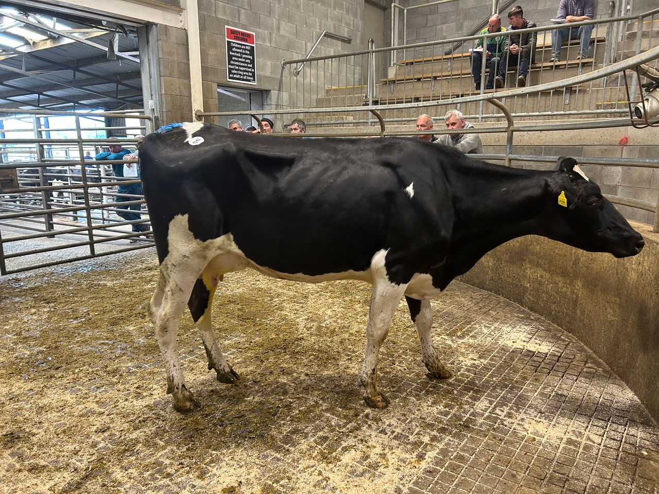 In pictures: Tomacork production sale in Carnew