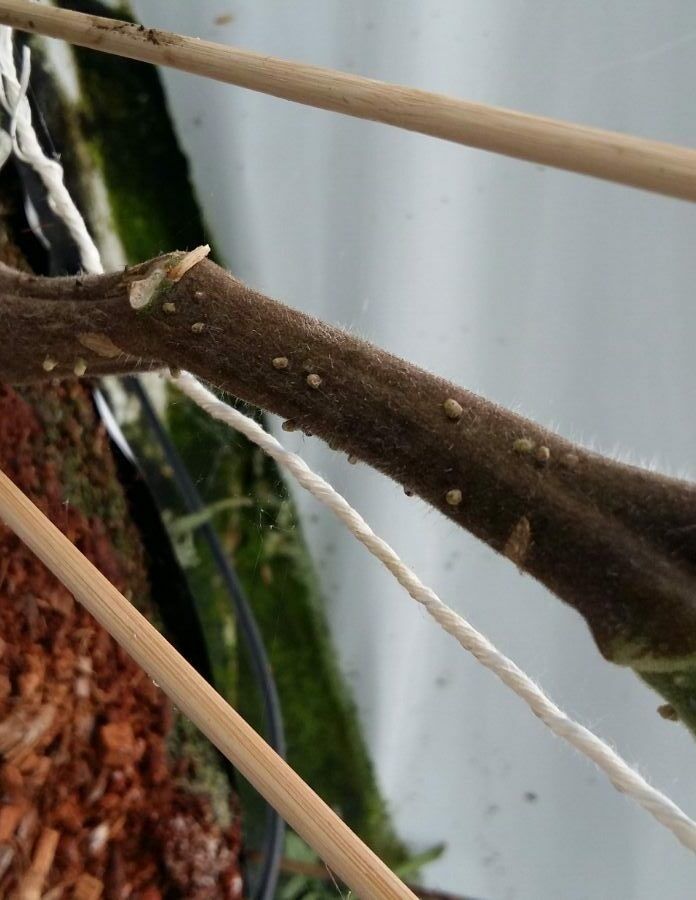 Tomato growers concerned over early bouts of 'late blight'