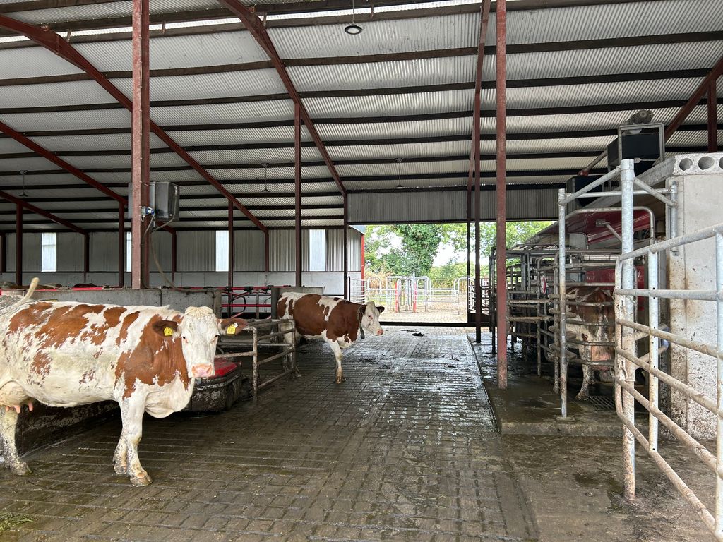 Cows in for milking in the Lely robot