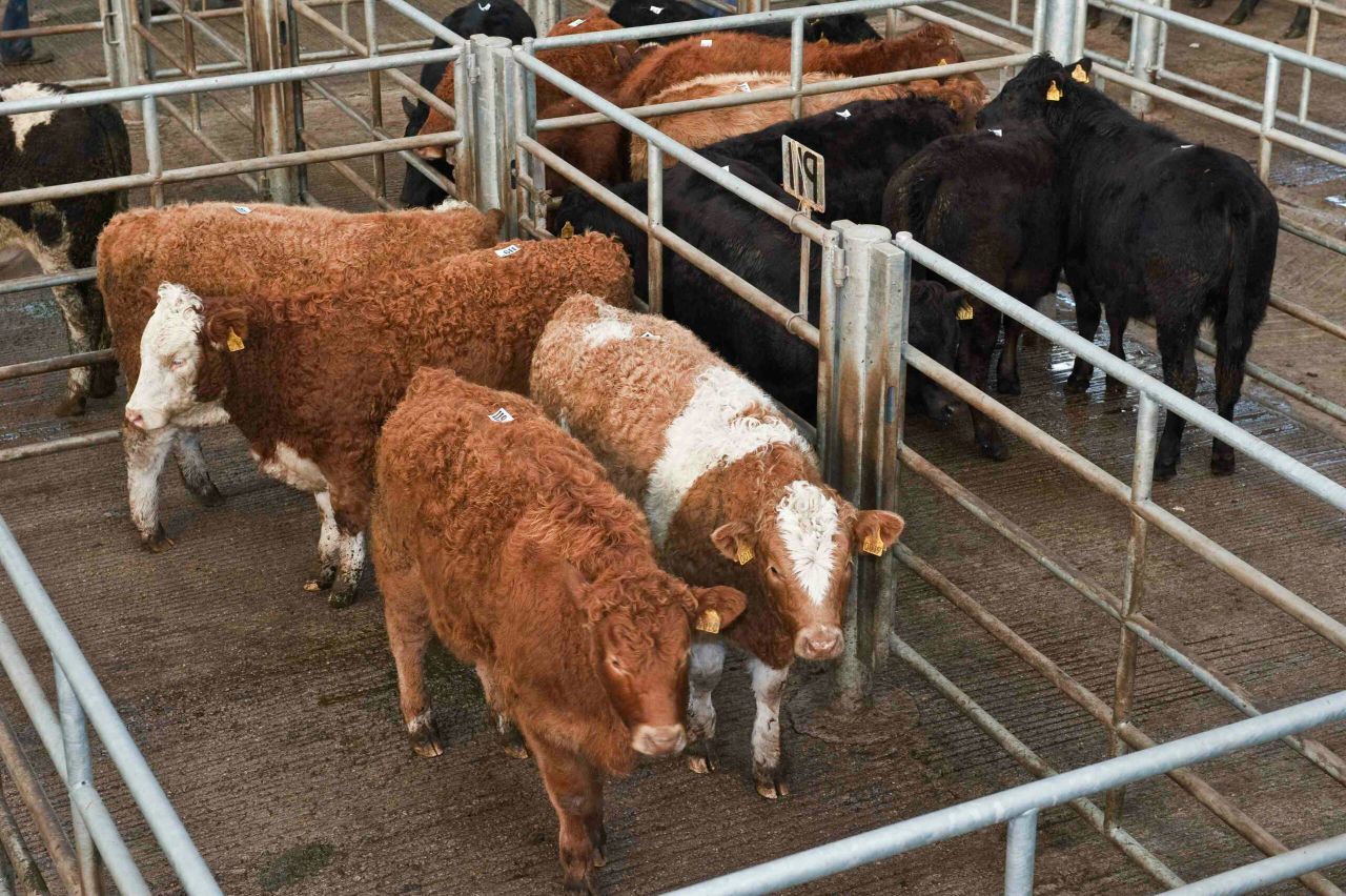IFA says beef prices are rising with factories paying 5-10c over quotes