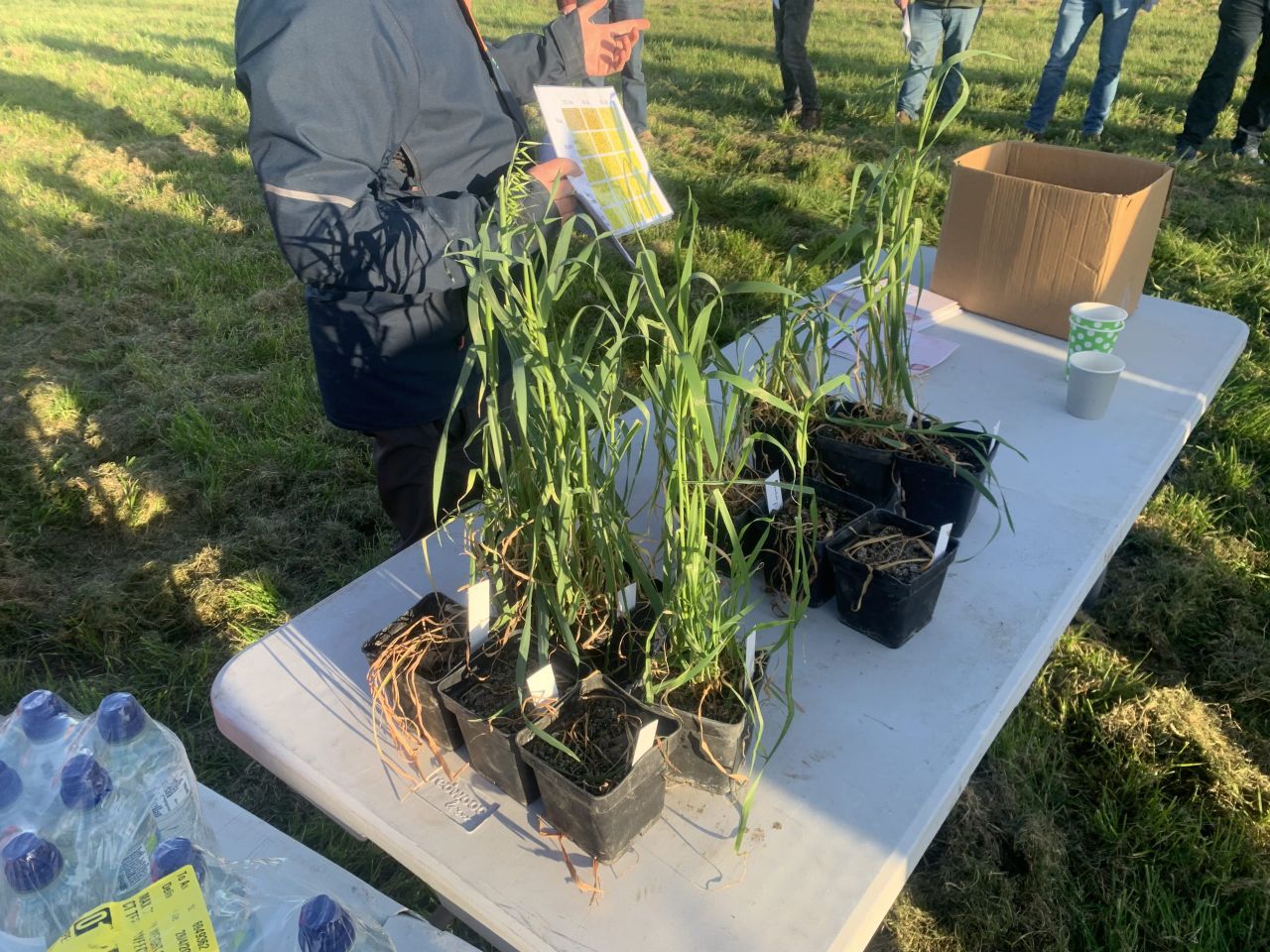 50% of wild oat issues due to 'genetic resistance to herbicides' - agronomist