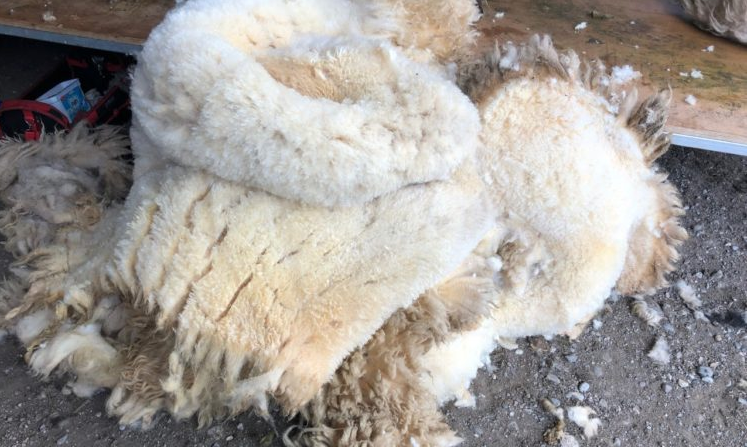 Farmers' views: 'If you had to travel to get rid of the wool you wouldn't get the price of the diesel back'