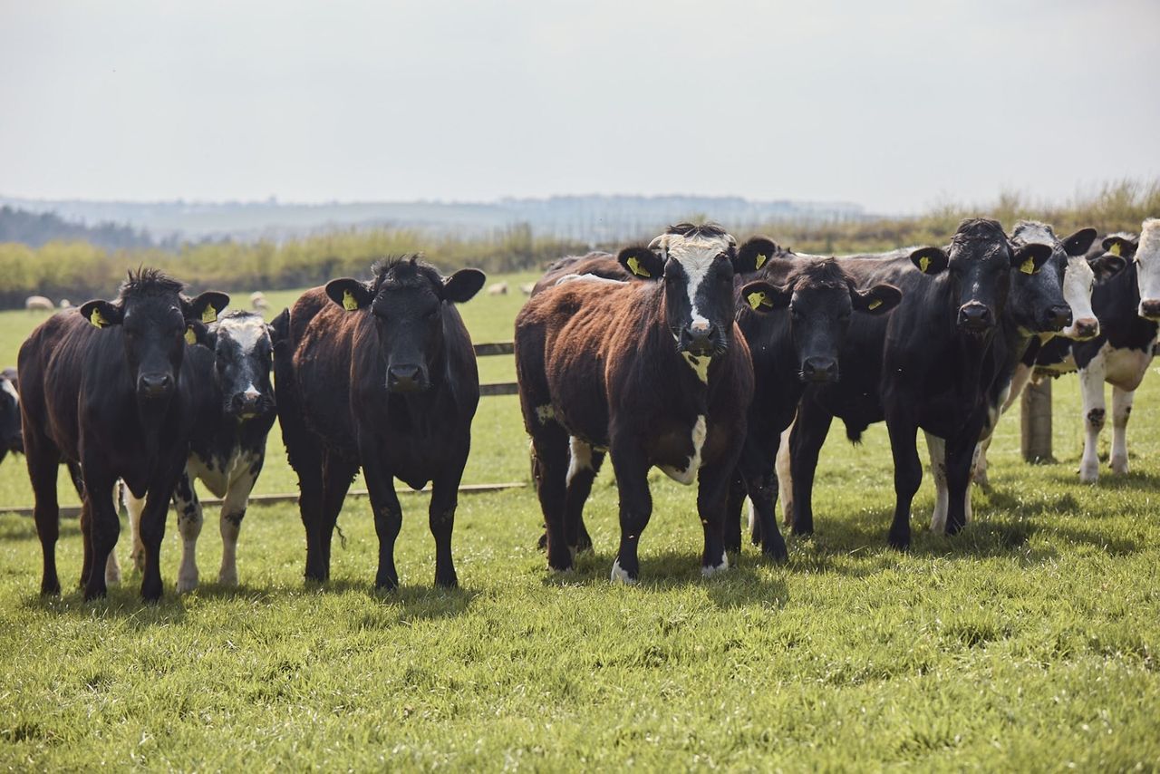 Lidl GB to invest £30 billion in 'British food and farming industry'