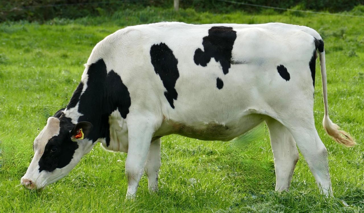 Noreen family 'hot trade' at Mohoncross sale