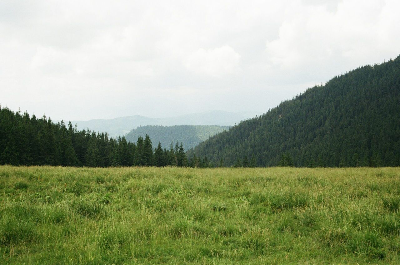 Rate of carbon sequestration in Ireland could be underestimated