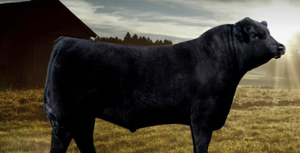 Angus Stars of the Future charity auction set for next week